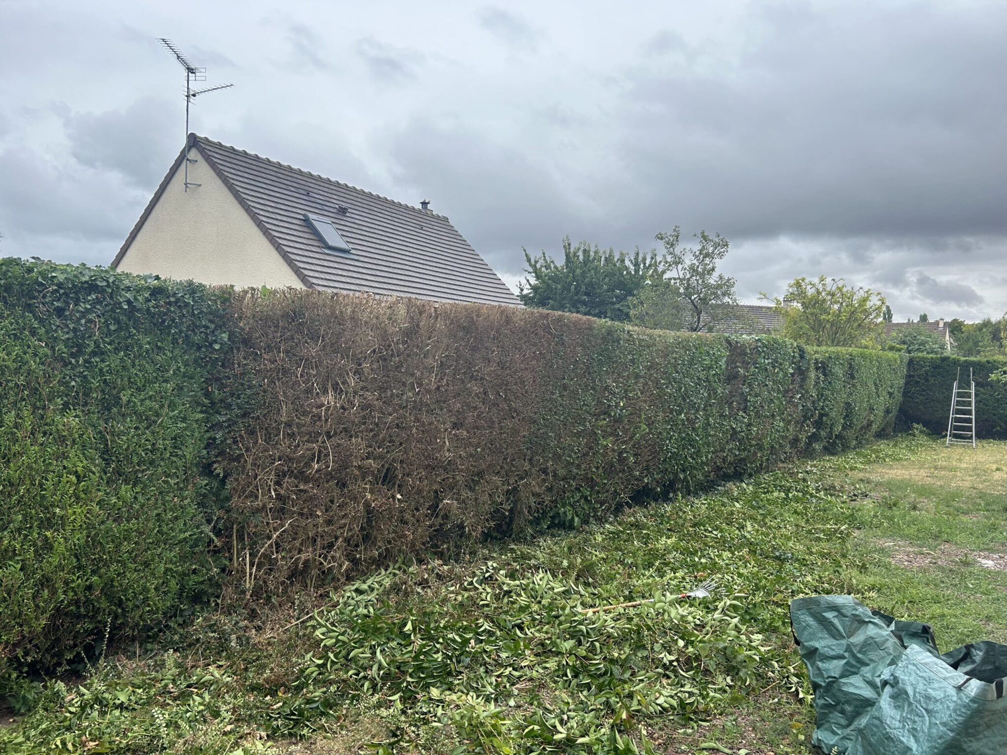 Taille-de-haie-Sannerville-scaled-1.jpg