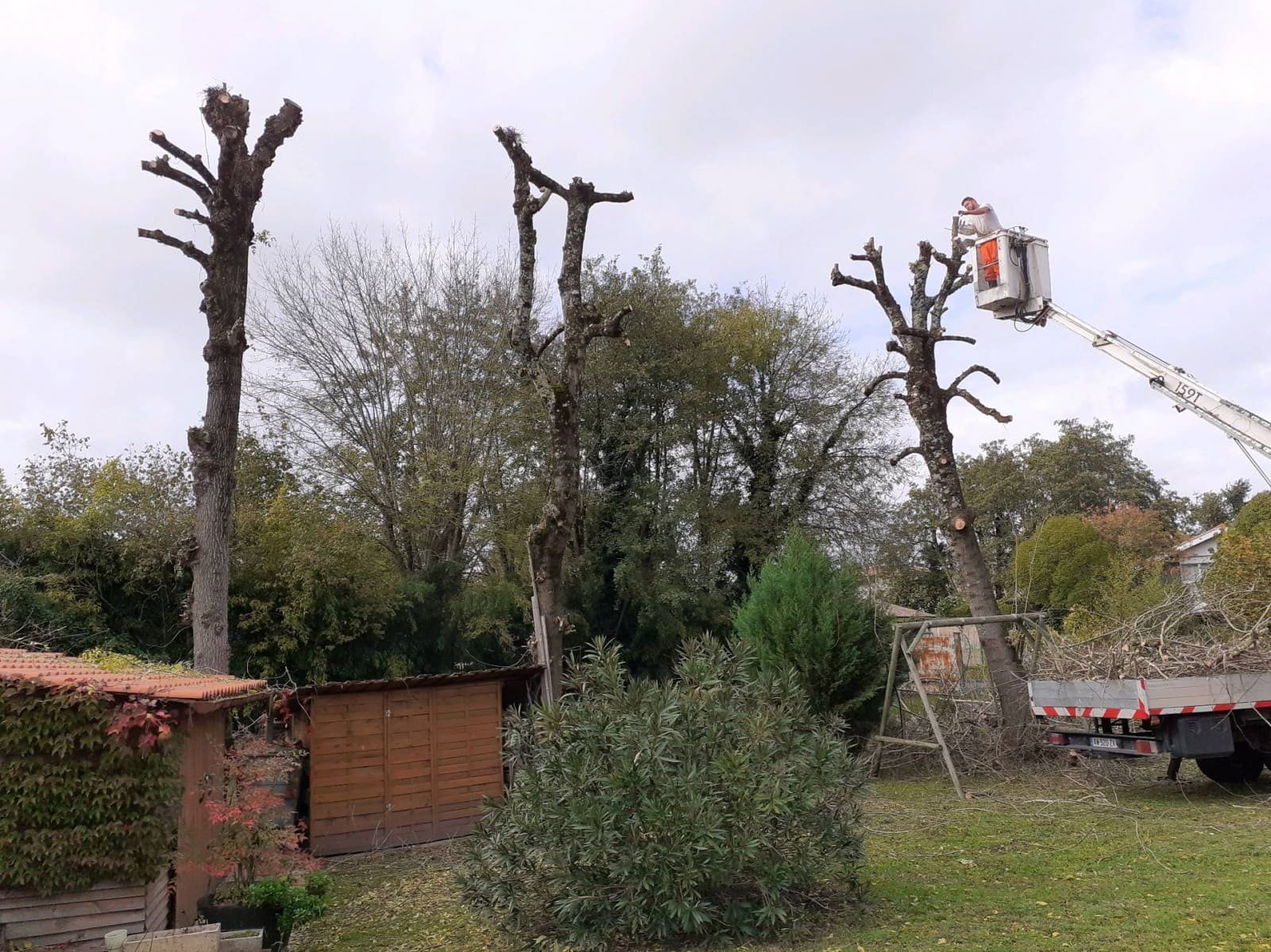 Devis elagage arbres à caen